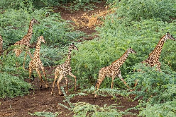 Africa-Kenya-Shompole-Aerial view herd of Giraffes walking in Shompole Conservancy in Rift Valley